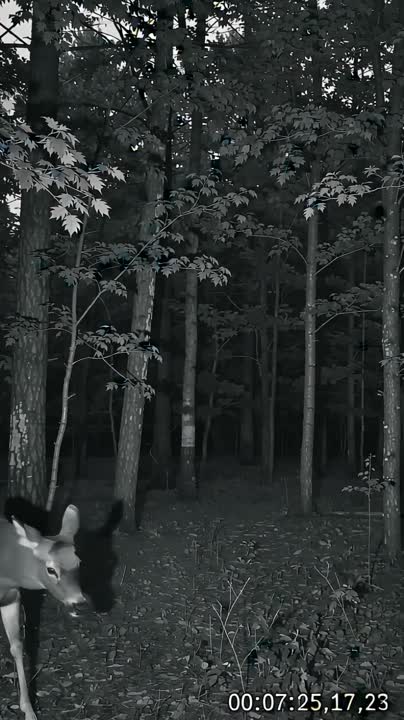 Found footage 003