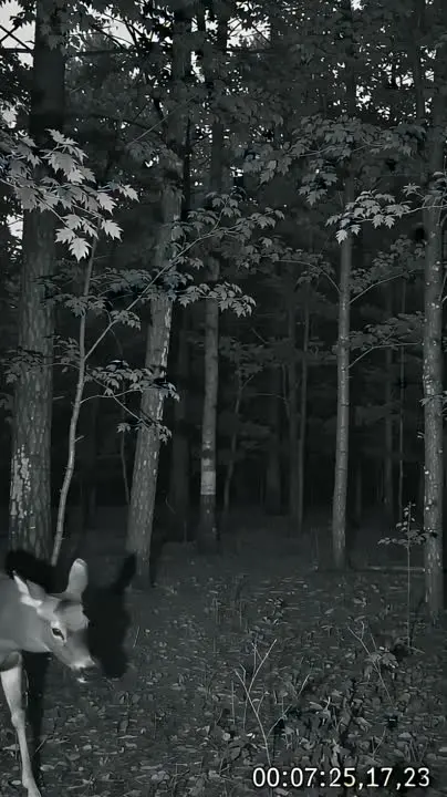 Found footage 003