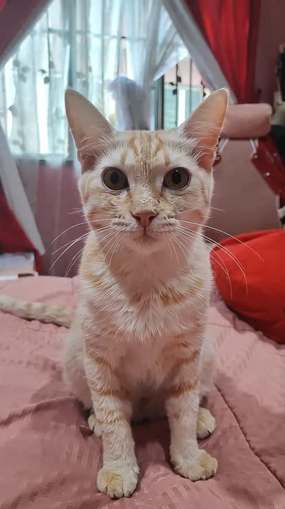 Oyen's Mane