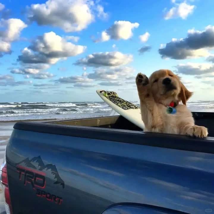 The Surfer Pup's Holiday