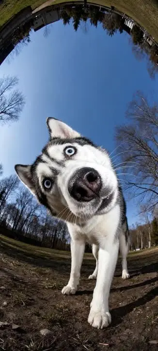 二哈