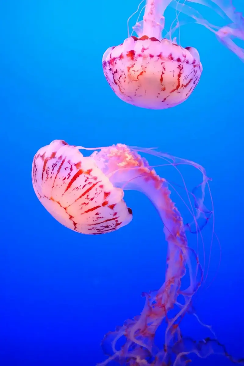 深蓝水母