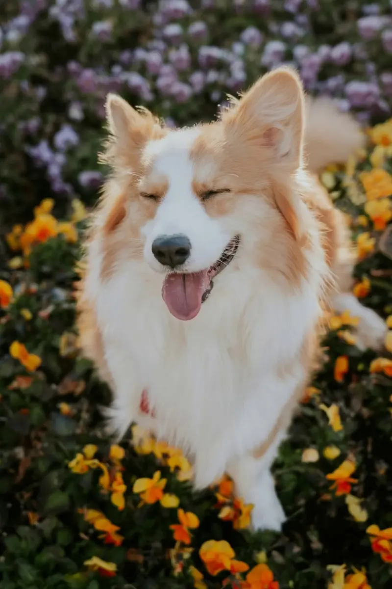 暖阳之伴